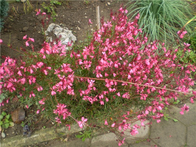 gaura